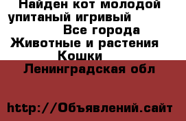 Найден кот,молодой упитаный игривый 12.03.2017 - Все города Животные и растения » Кошки   . Ленинградская обл.